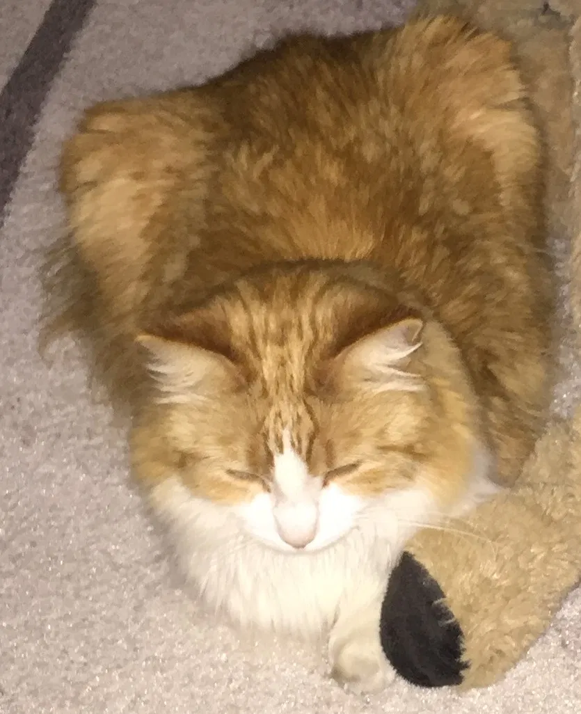 Lost cat in Santee, CA, 92071