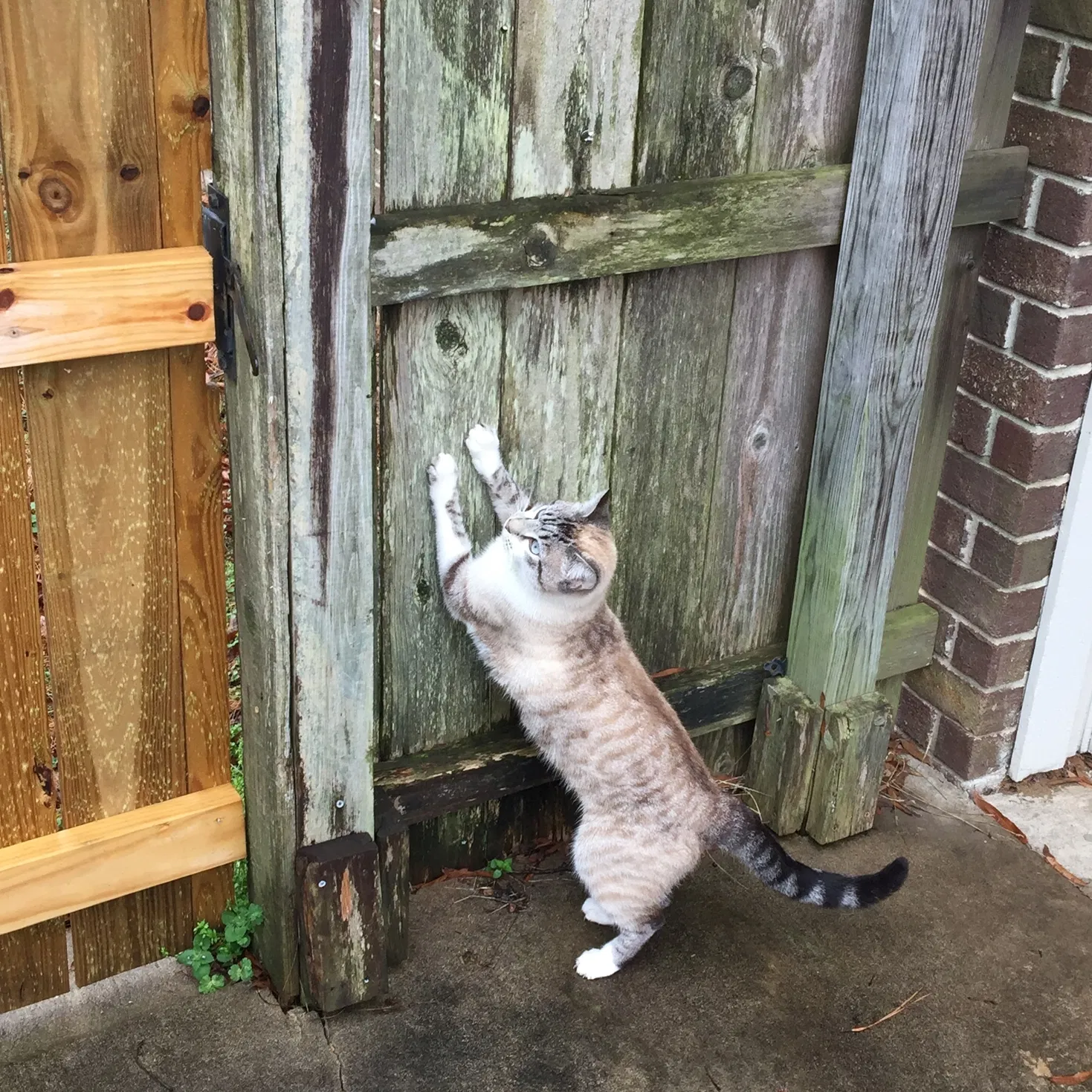 Lost cat in Conway, AR, 72034