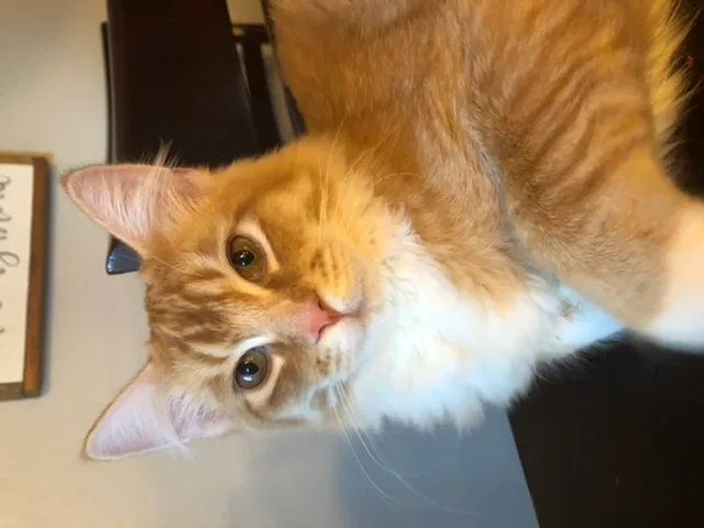 Lost cat in Spokane, WA, 99206