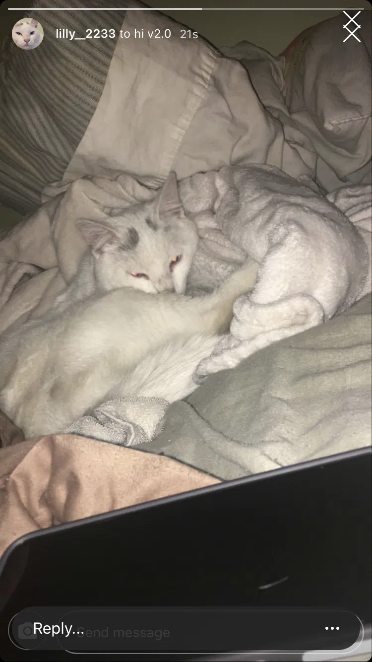 Lost cat in Bridgeport, CT, 6610