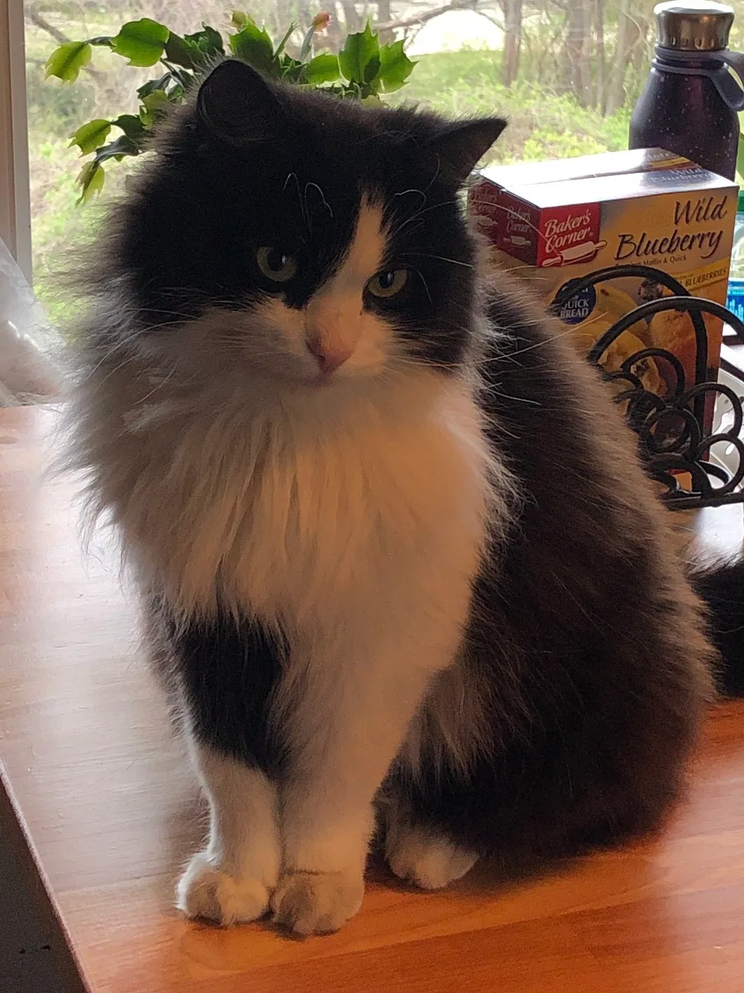 Lost cat in Fort Thomas, KY, 41075