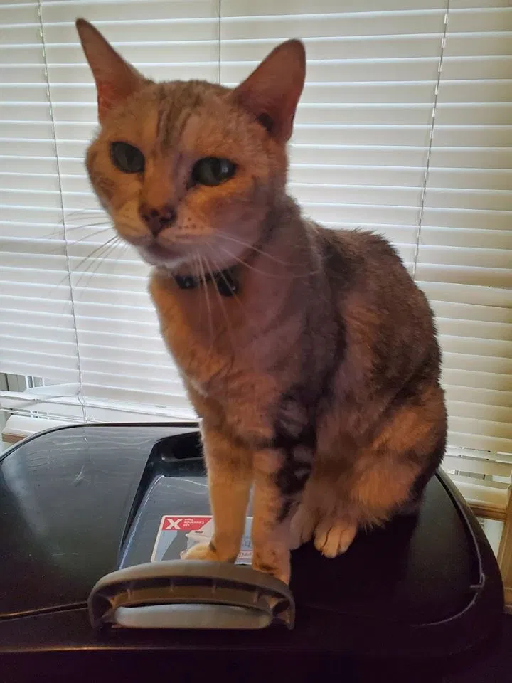 Lost cat in Huntsville, AL, 35801