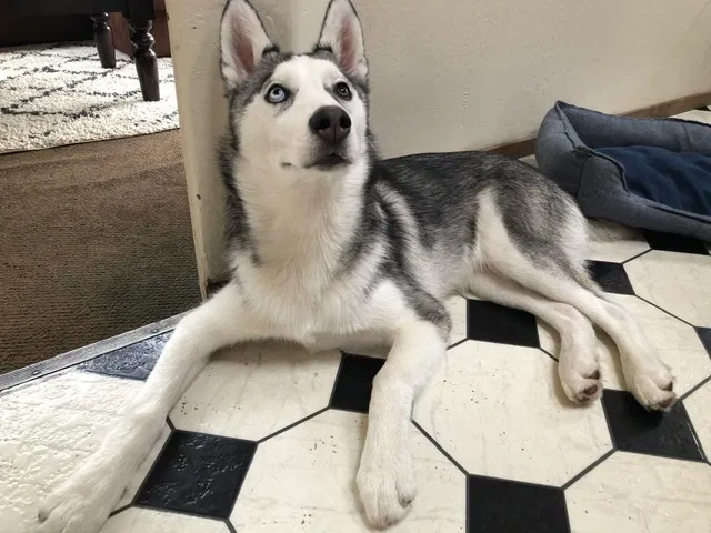 Lost dog in Salinas, CA, 93905