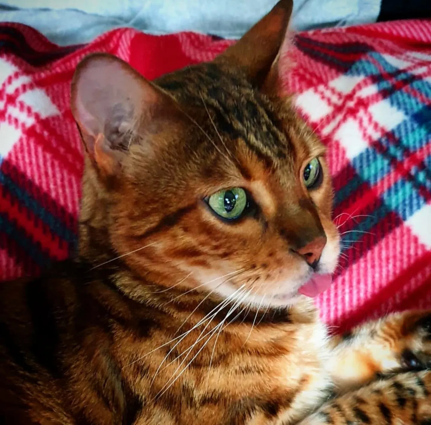 Lost cat in Auburn, CA, 95603