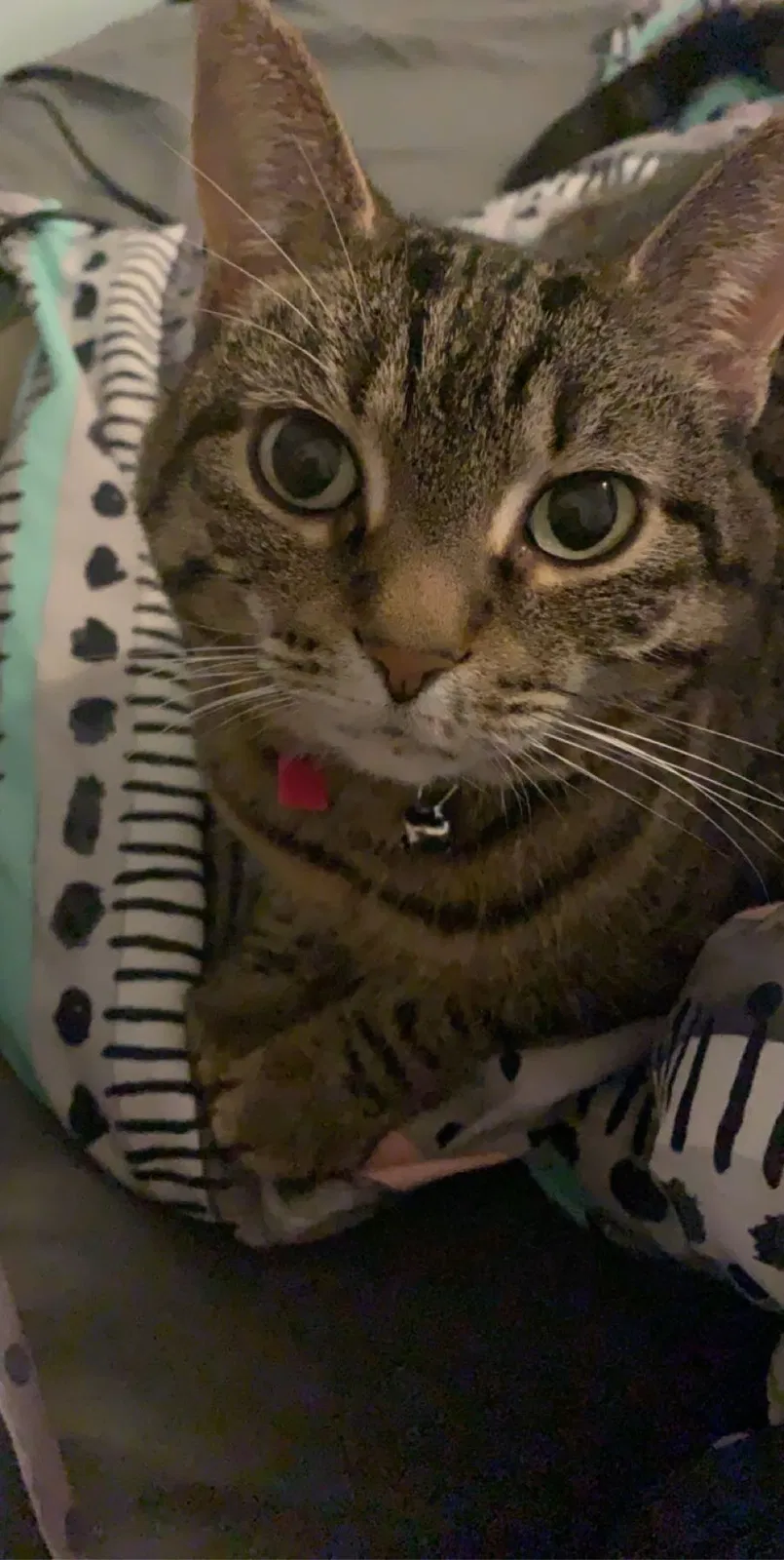 Lost cat in Winthrop Harbor, IL, 60096