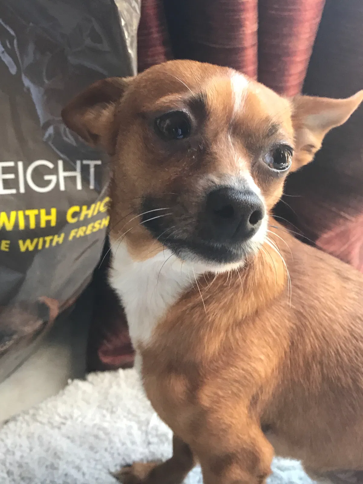 Lost dog in Gilroy, CA, 95020