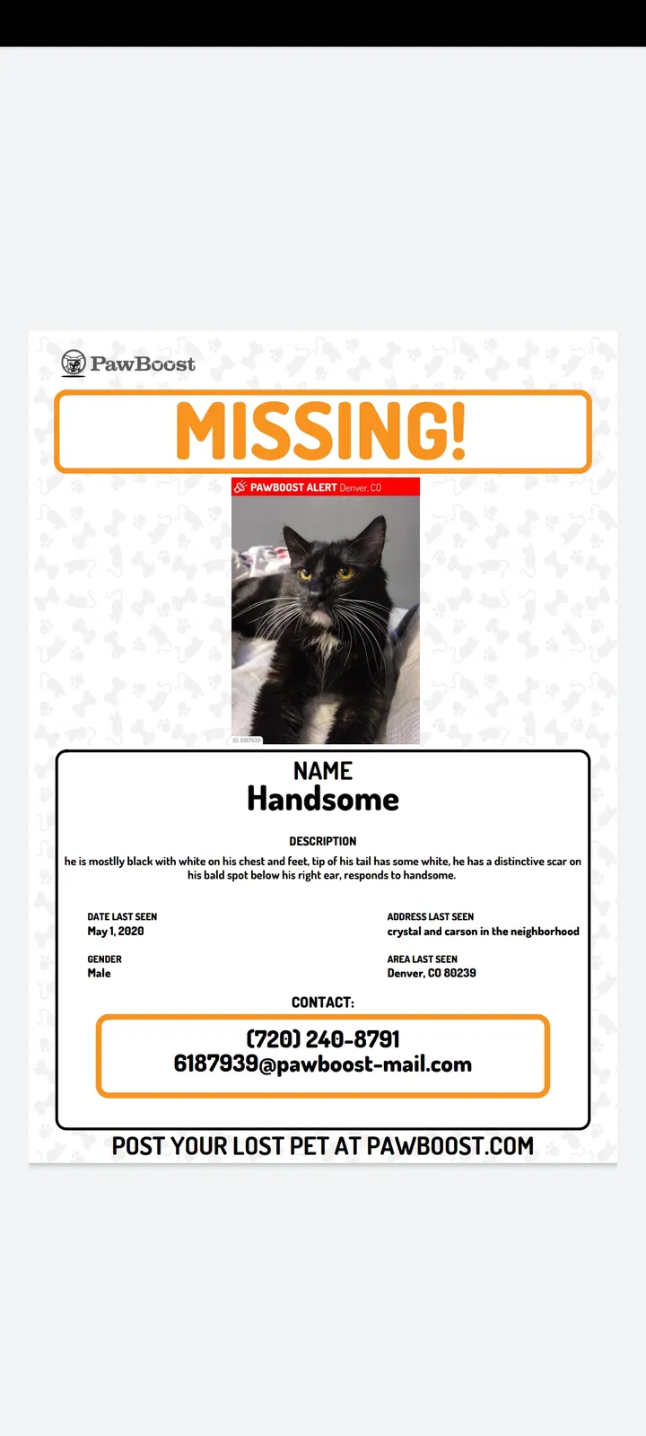 Lost cat in Denver, CO, 80239