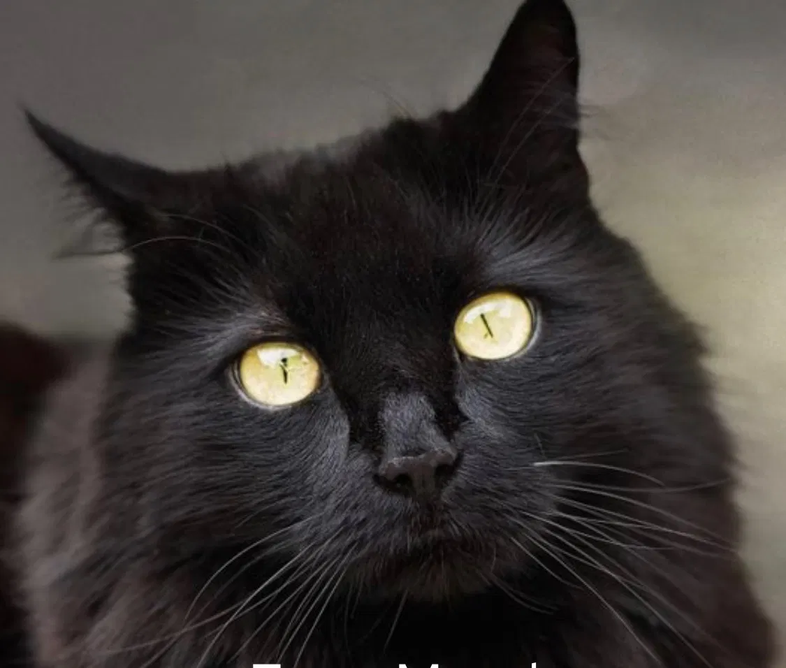 Lost cat in Roanoke, VA, 24014
