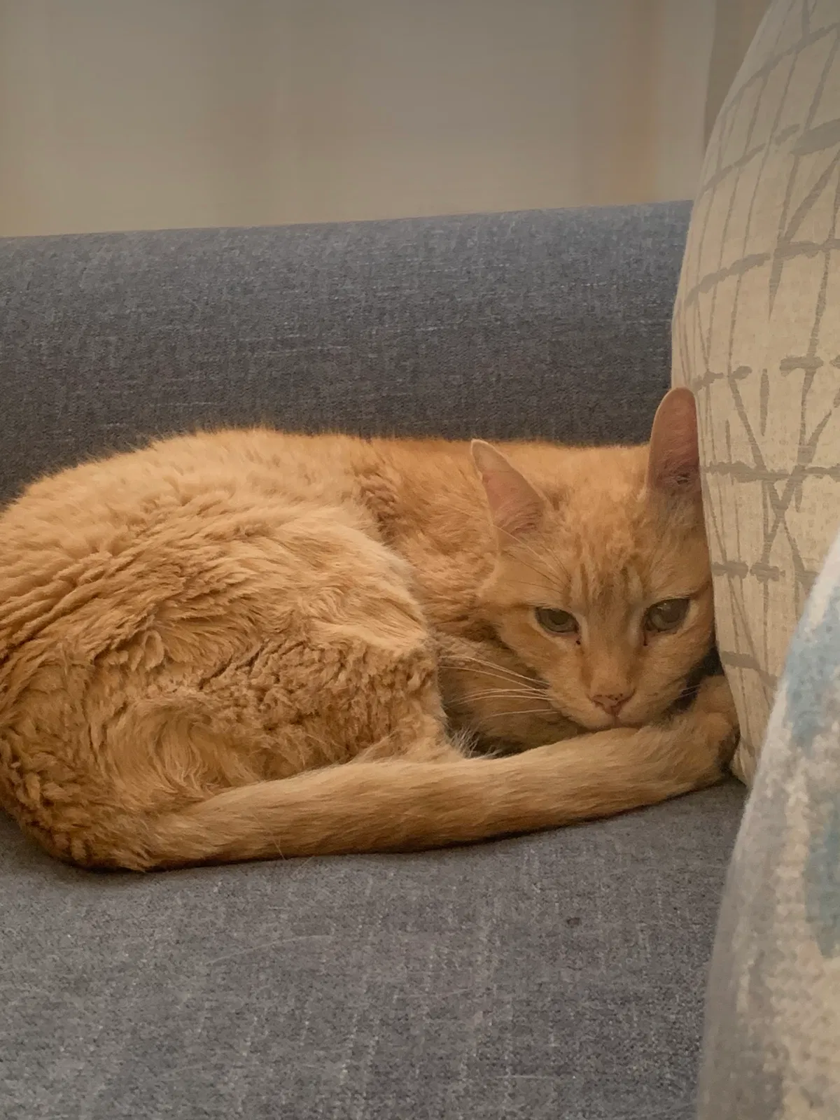 Lost cat in Albuquerque, NM, 87123