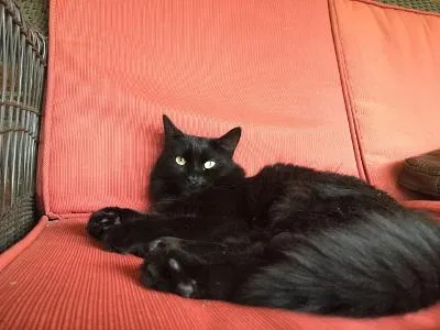 Lost cat in Glenshaw, PA, 15116