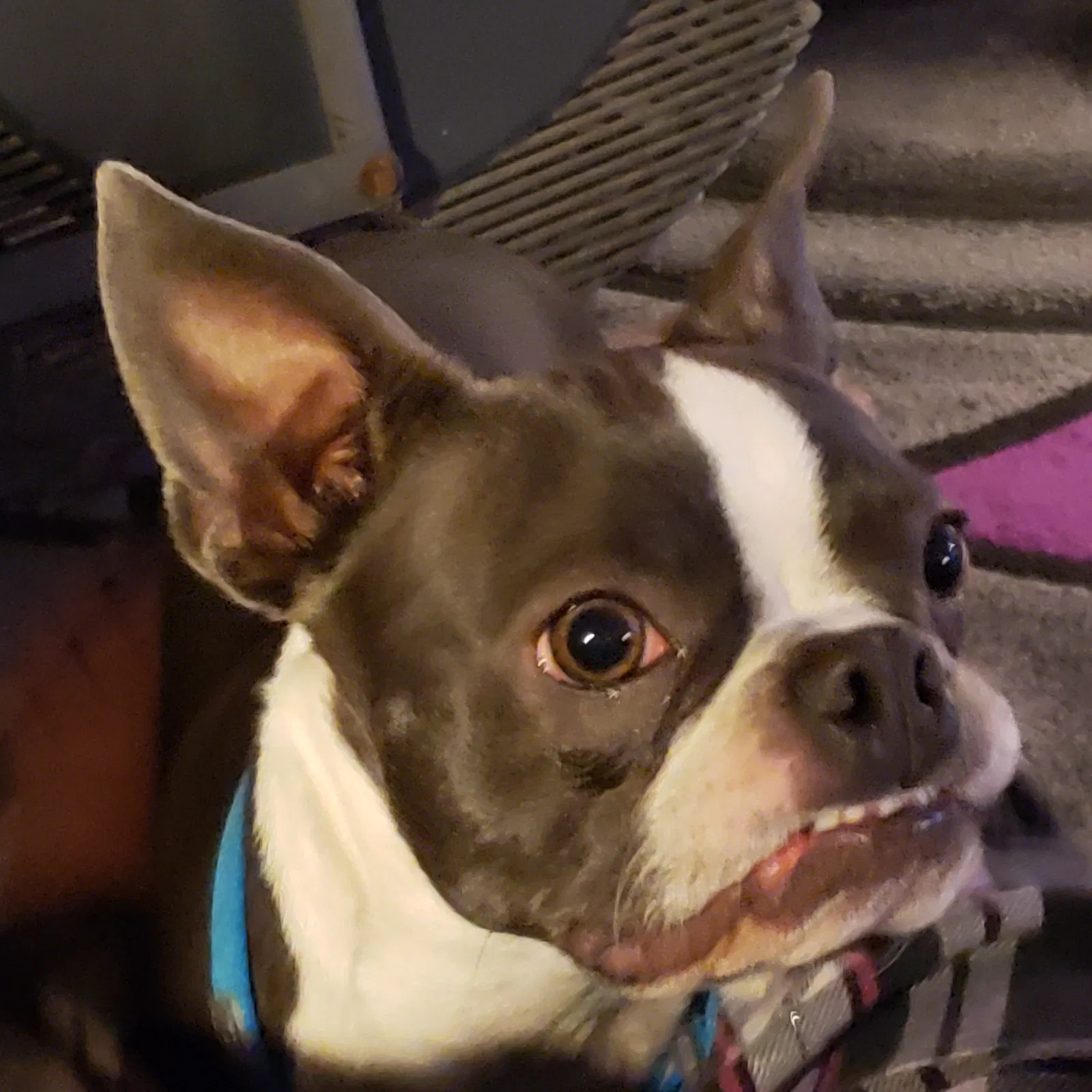 Lost dog in Greeley, CO, 80631