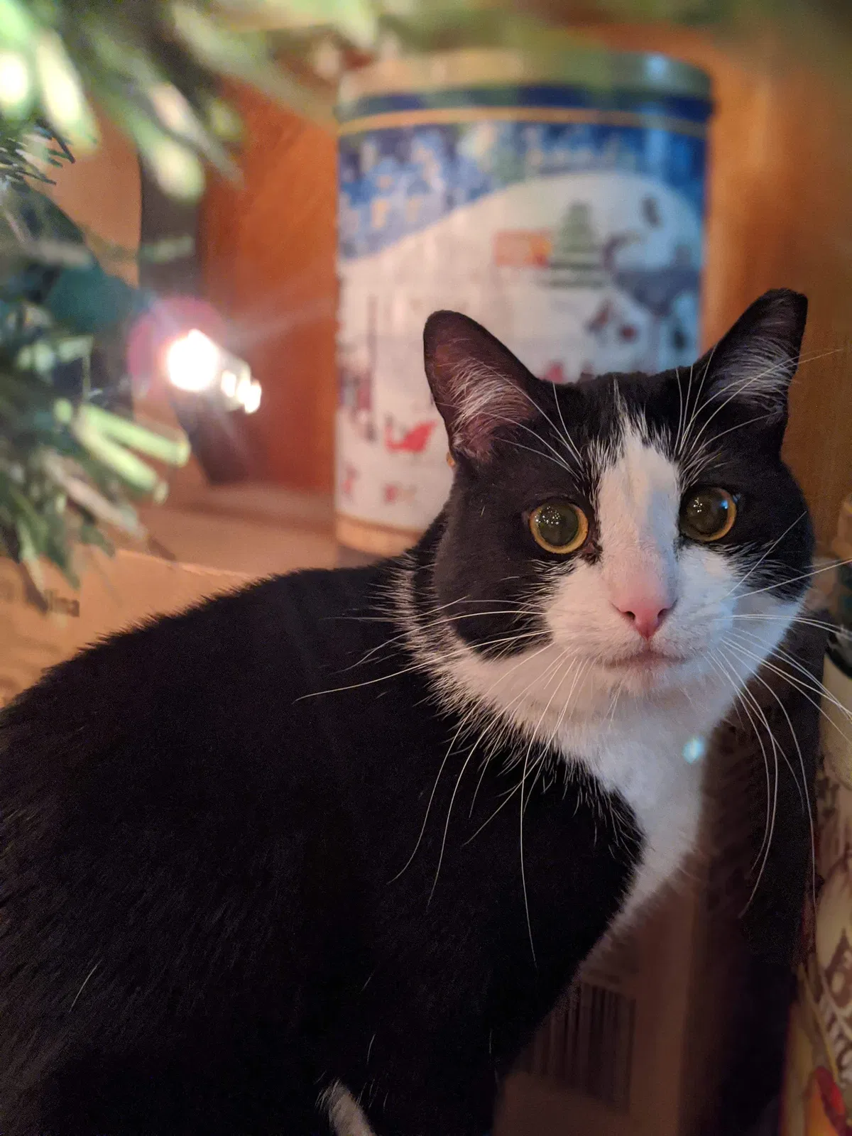 Lost cat in Fort Wayne, IN, 46825
