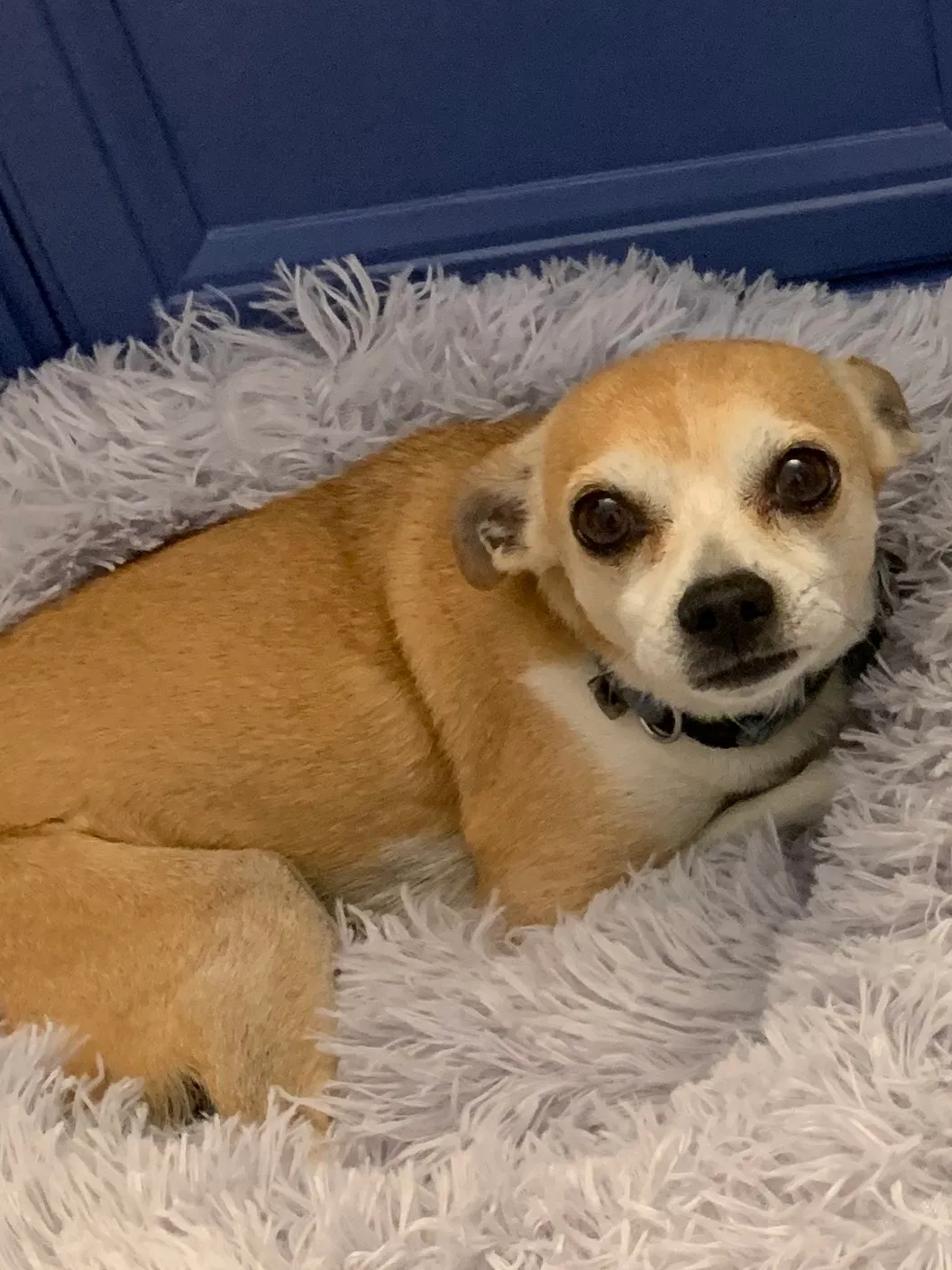 Lost dog in Highland, CA, 92346