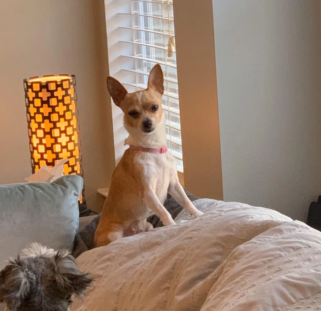 Lost dog in Crestview, FL, 32539