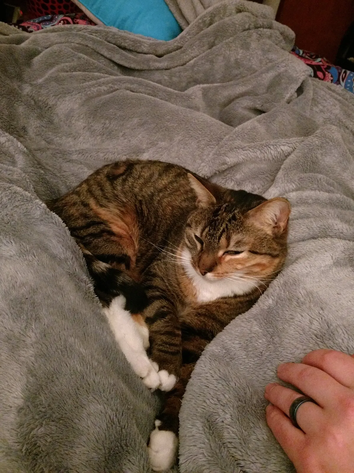 Lost cat in Pittsburgh, PA, 15235