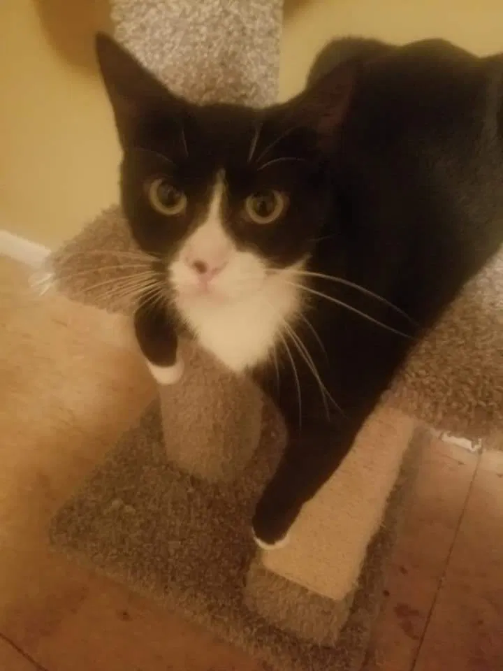 Lost cat in Hammond, LA, 70403