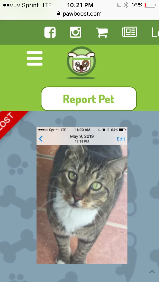 Lost cat in Palm Bay, FL, 32907