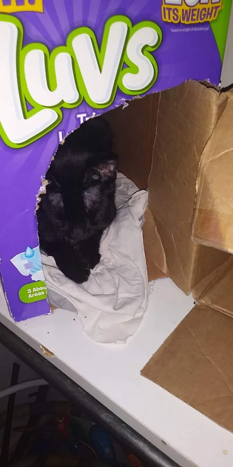 Lost cat in Kalamazoo, MI, 49001