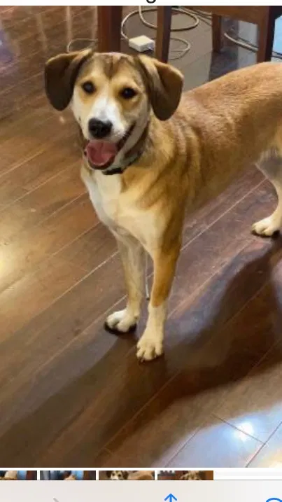 Lost dog in Redmond, OR, 97756