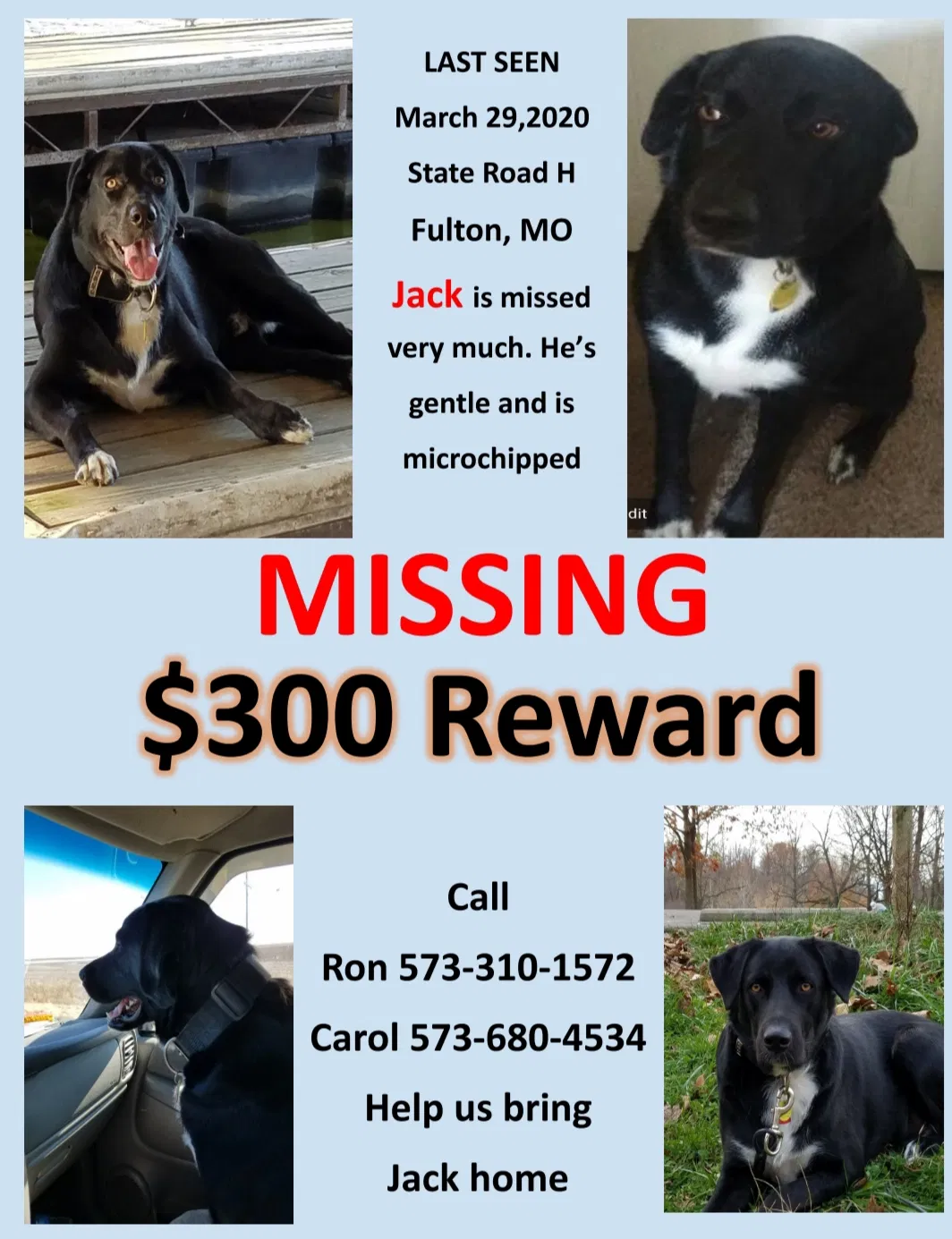 Lost dog in Fulton, MO, 65251