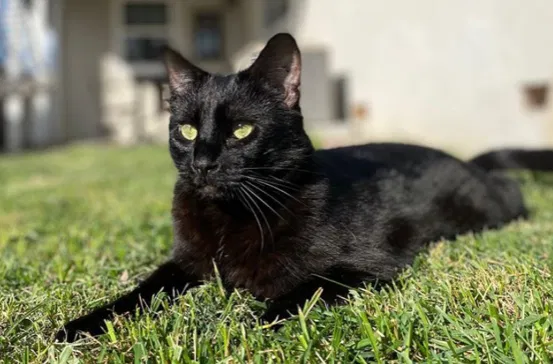 Lost cat in Concord, CA, 94519