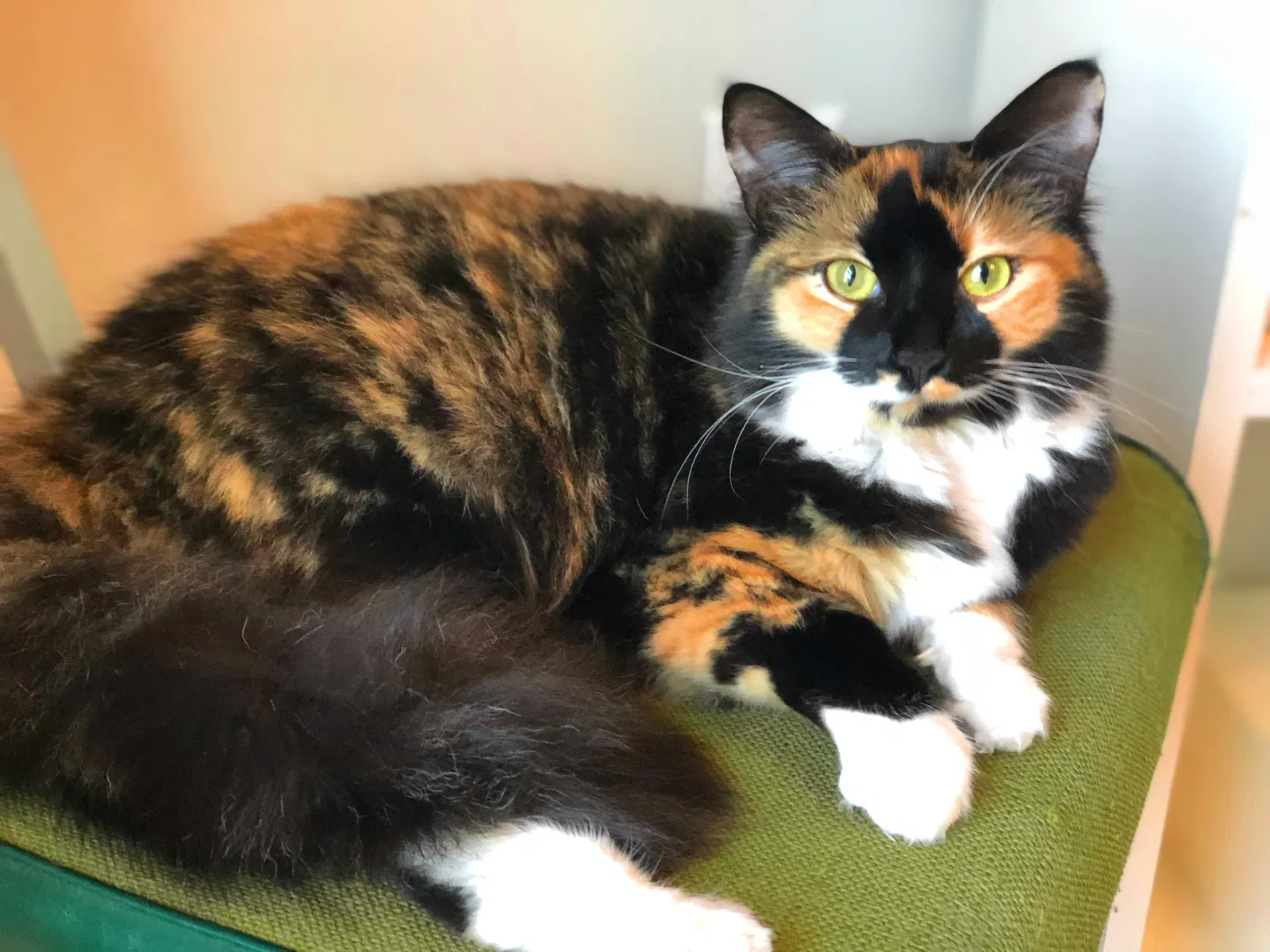 Lost cat in Covington, LA, 70435