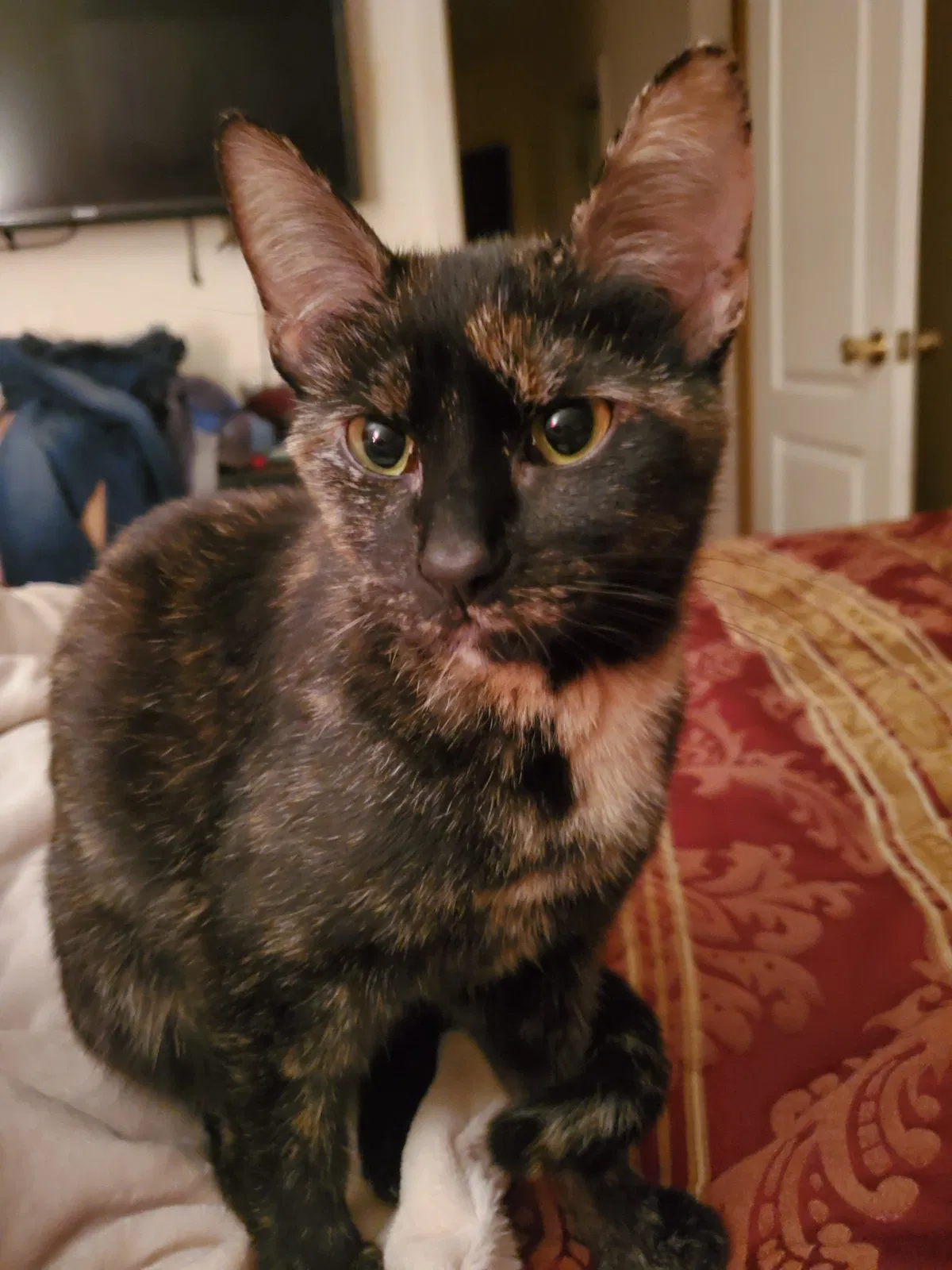Lost cat in Amarillo, TX, 79119
