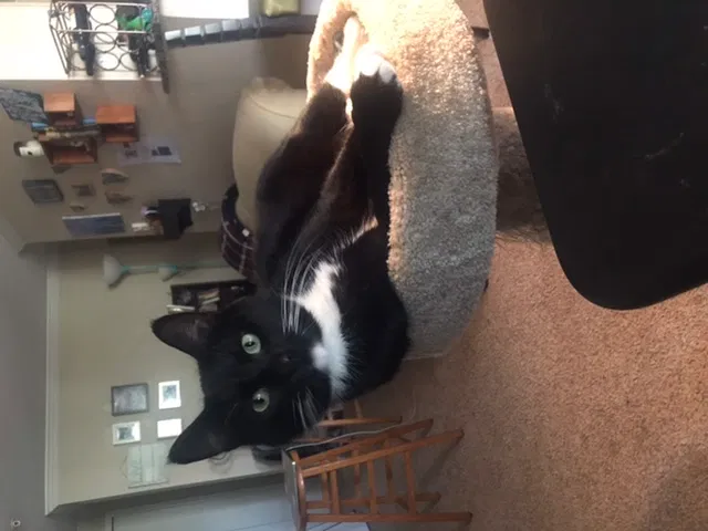 Lost cat in Tacoma, WA, 98466