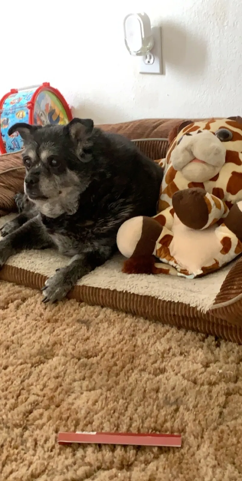 Lost dog in Modesto, CA, 95358