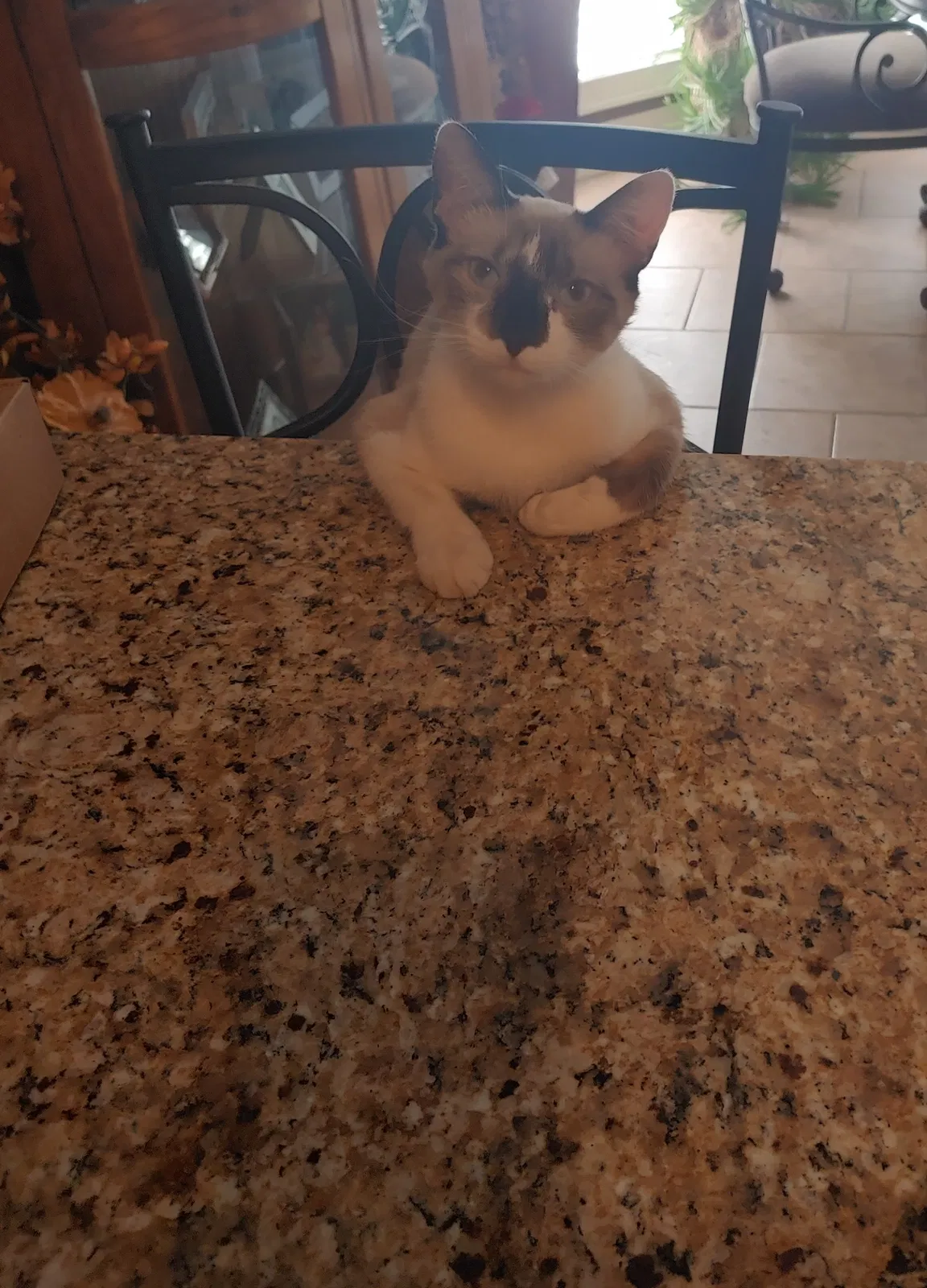Lost cat in Gadsden, AL, 35907