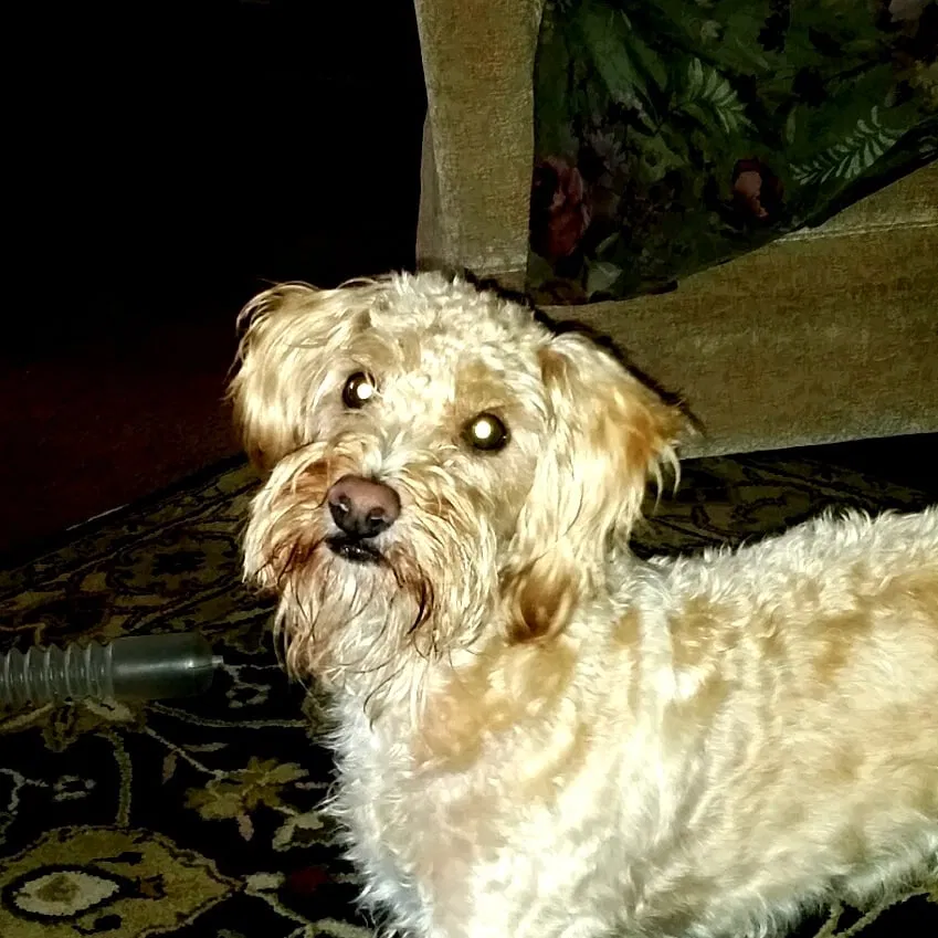 Lost dog in Detroit, MI, 48228