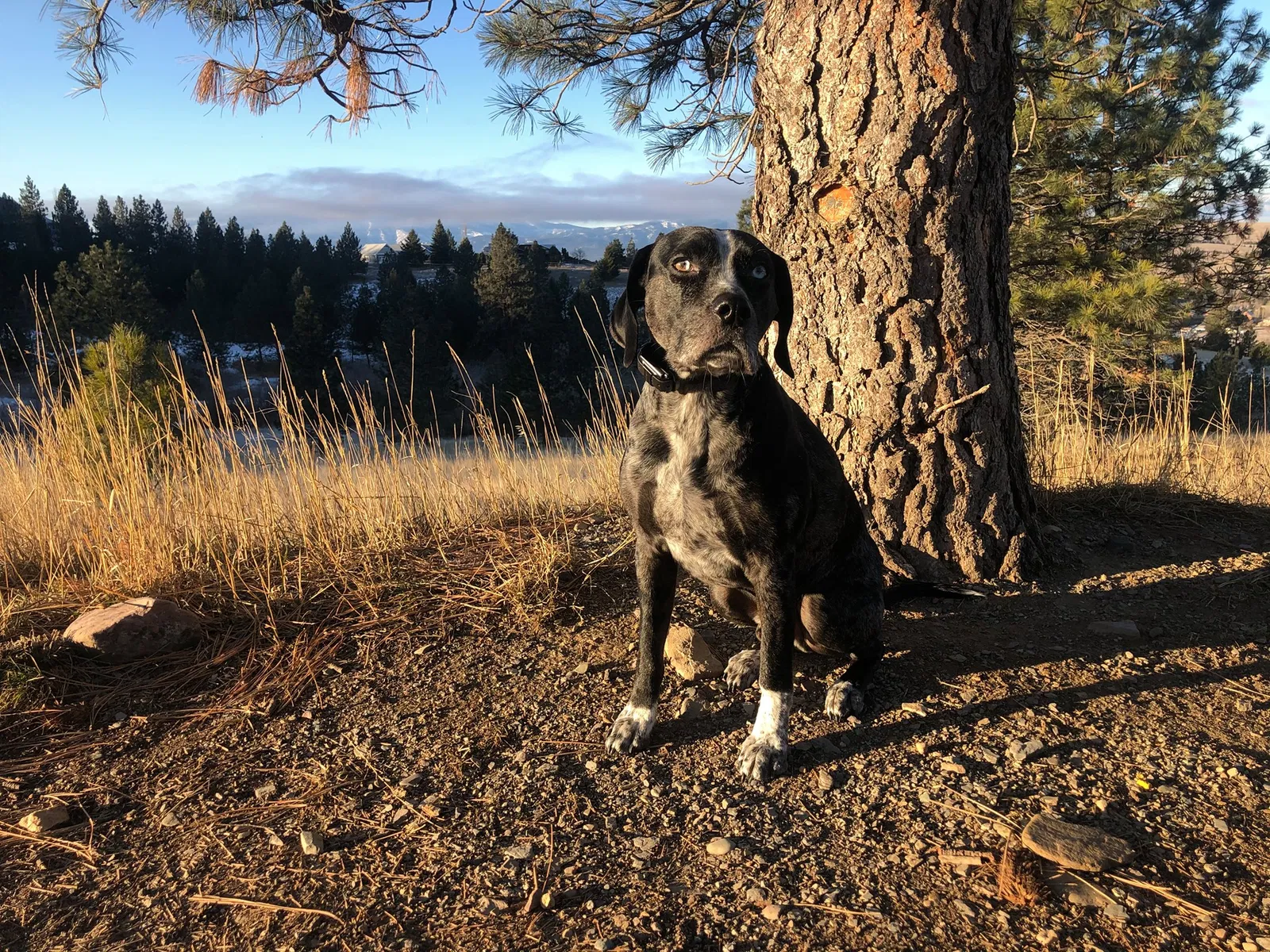Lost dog in Missoula, MT, 59802