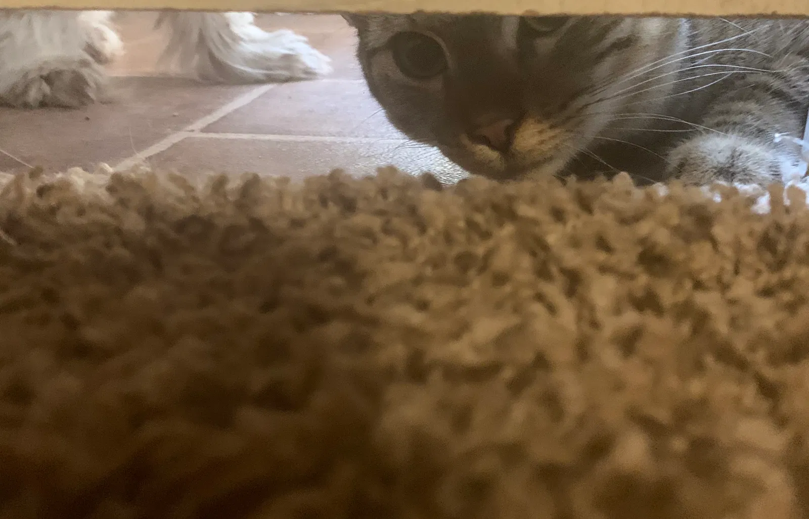 Lost cat in Denison, TX, 75021