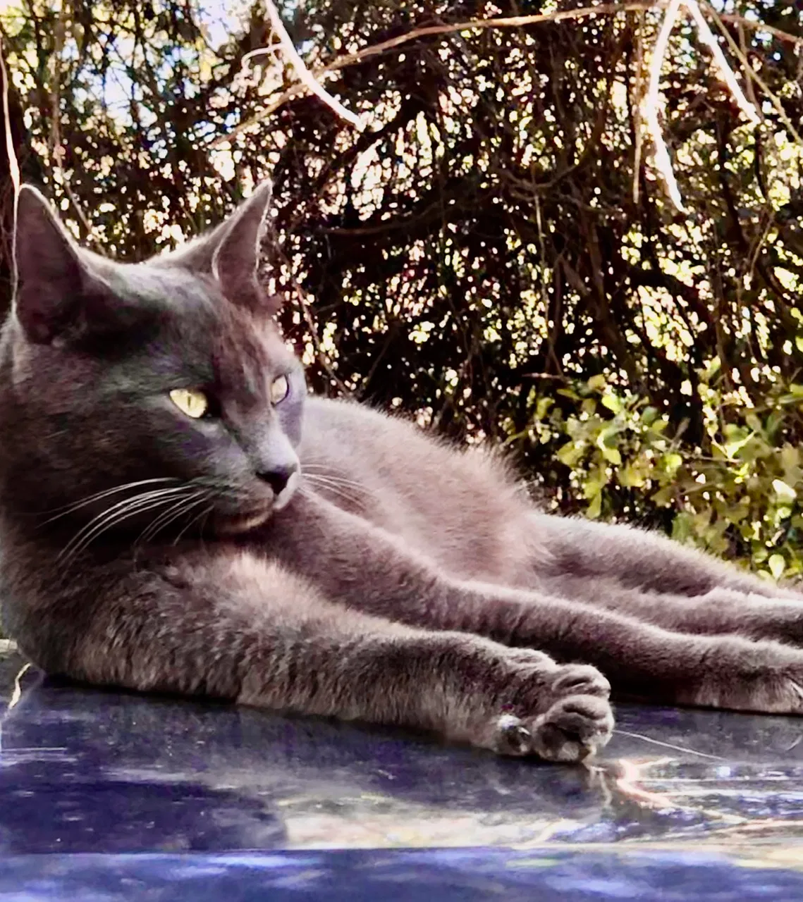 Lost cat in Deland, FL, 32724