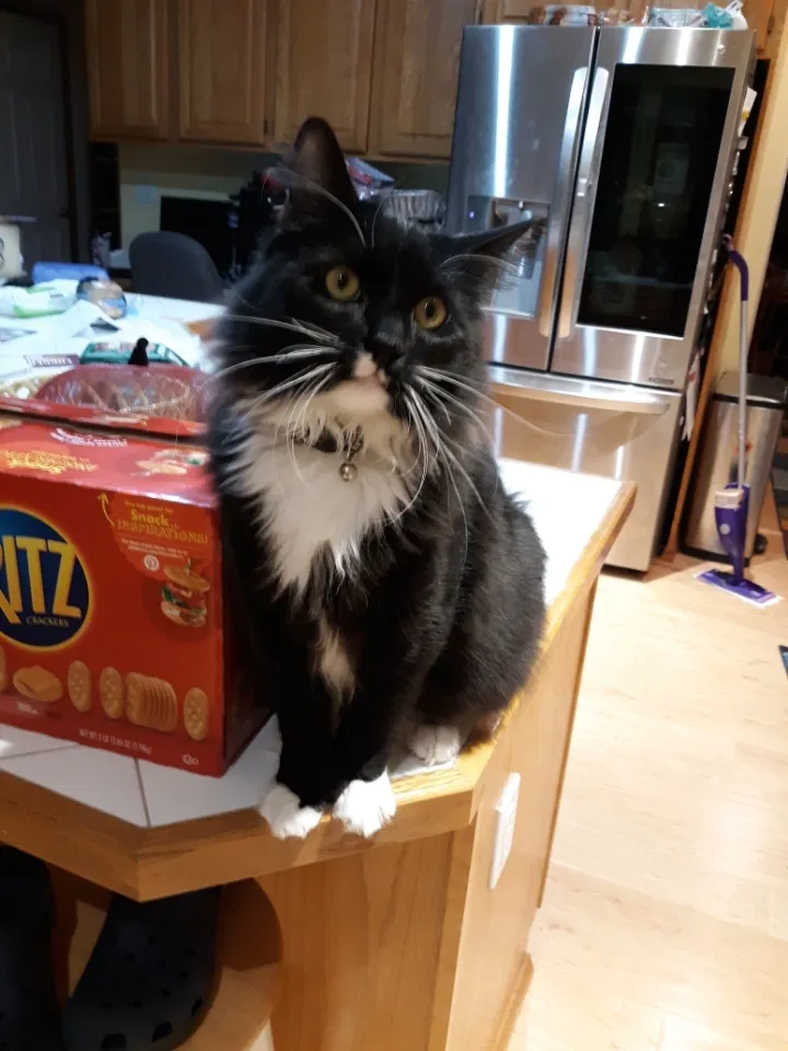 Lost cat in Puyallup, WA, 98371