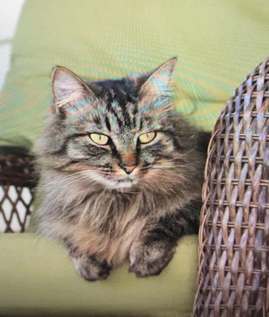 Lost cat in Florence, AL, 35630