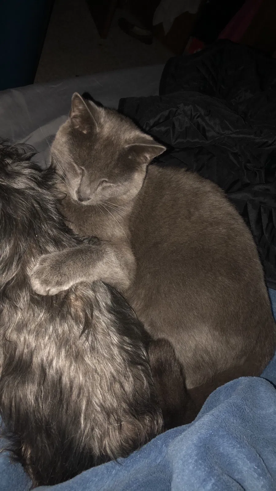 Lost cat in Canton, OH, 44706
