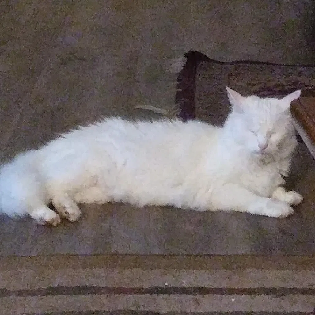 Lost cat in Wellford, SC, 29385