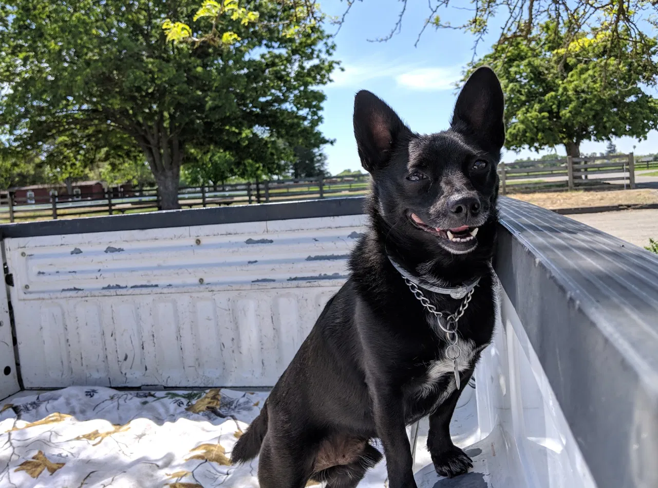 Lost dog in Elk Grove, CA, 95757
