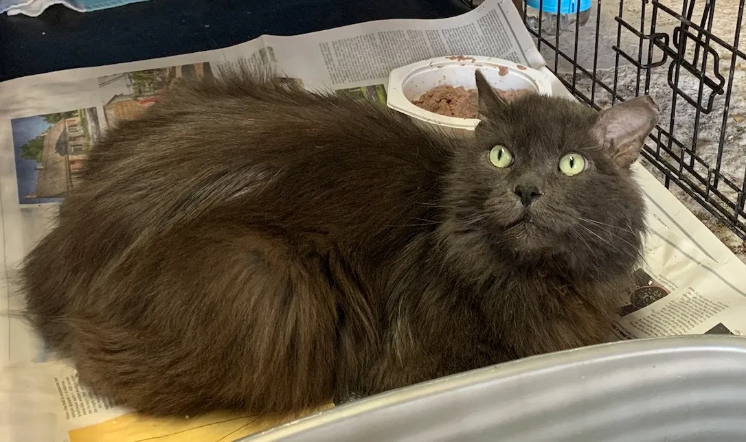 Found cat in Bridgeport, CT, 6606