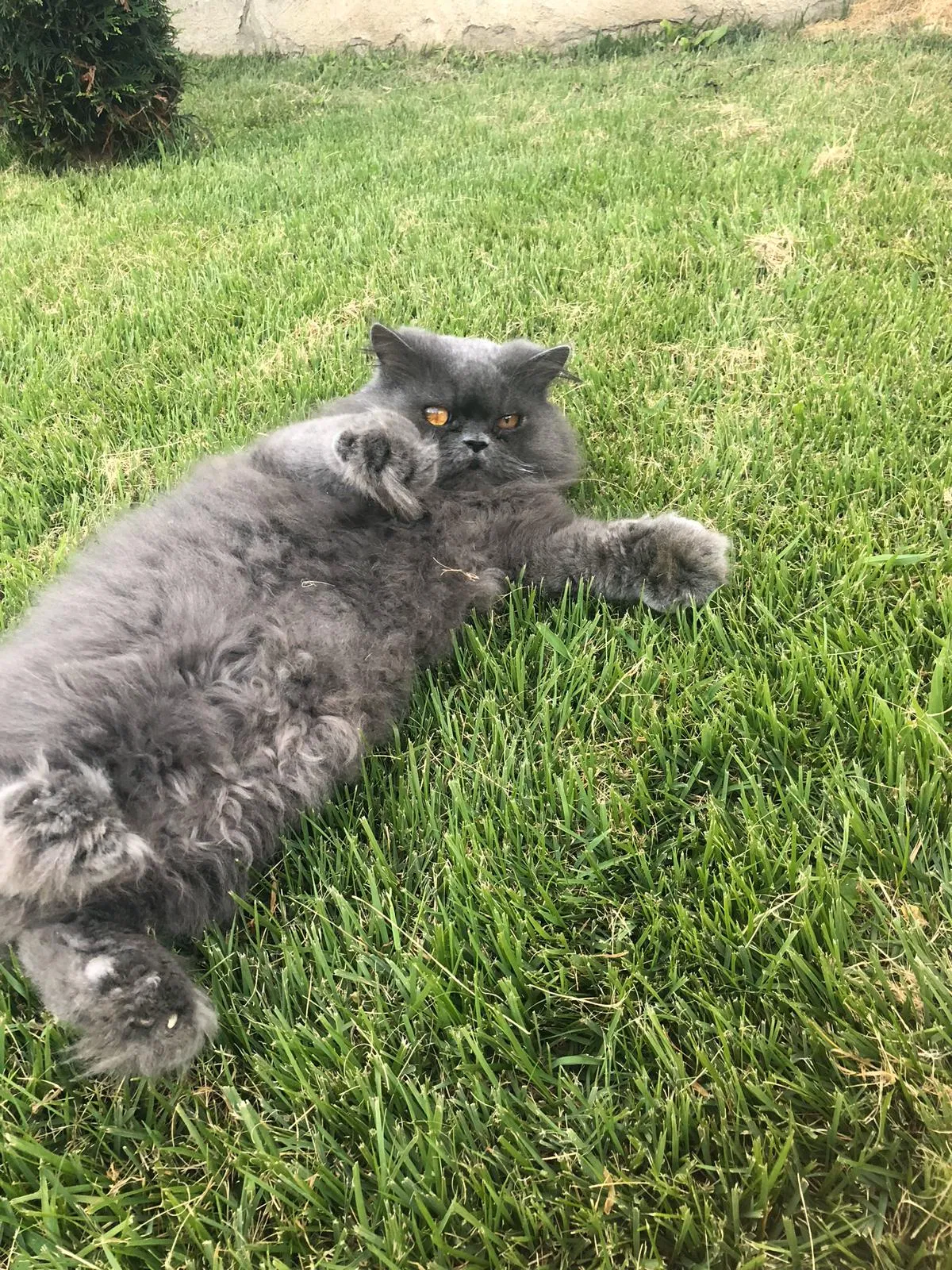 Lost cat in Bridgeport, CT, 6606
