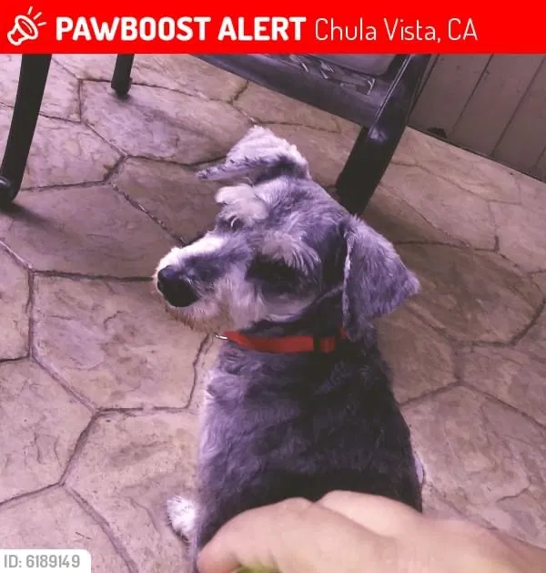 Lost dog in Chula Vista, CA, 91911