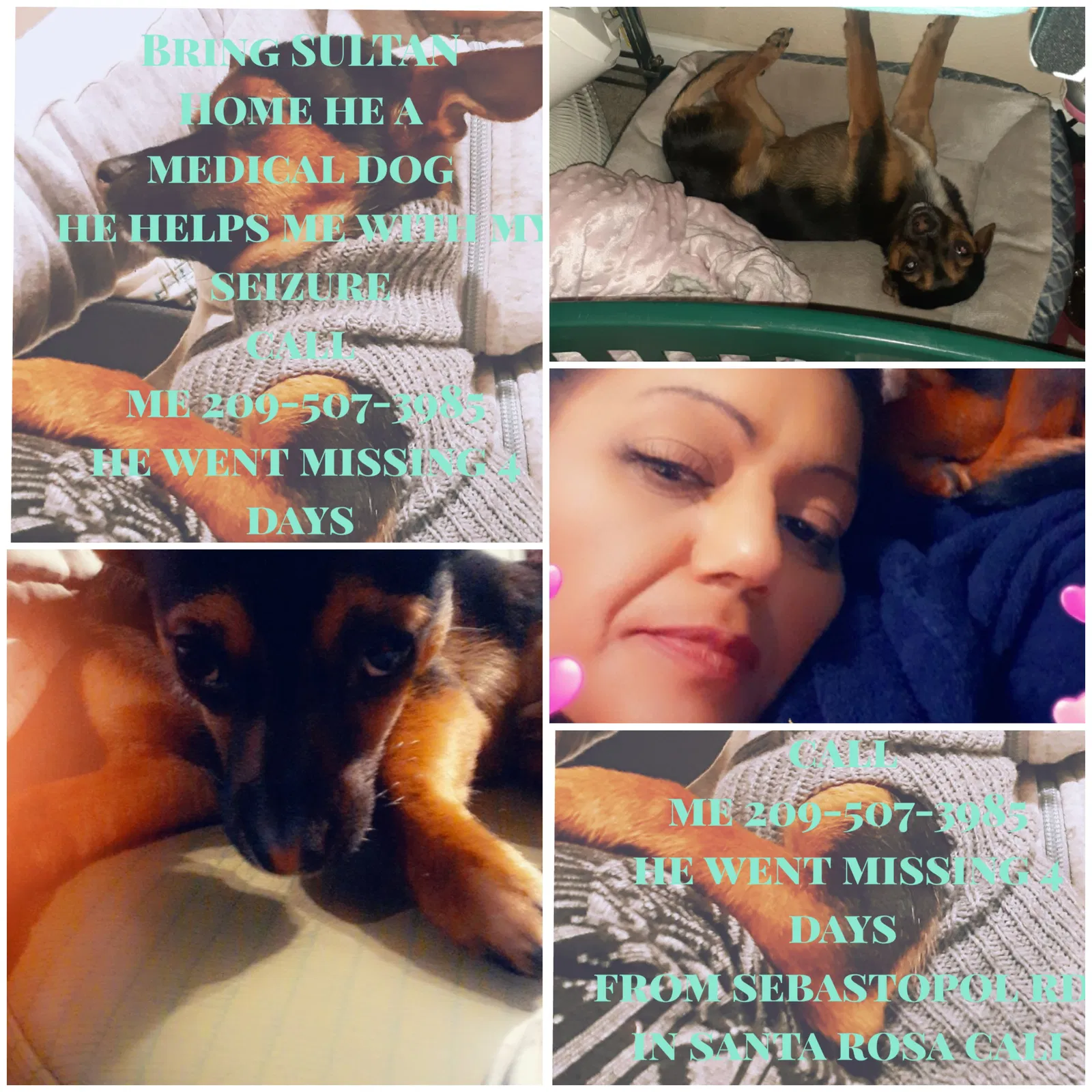 Lost dog in Santa Rosa, CA, 95407