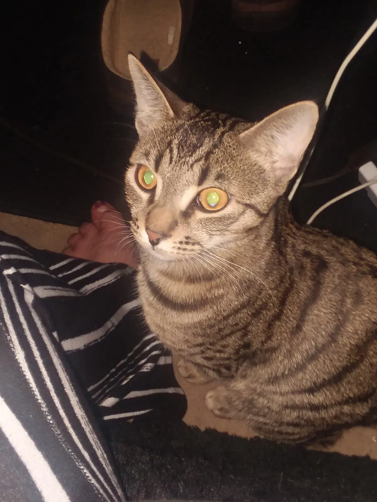Lost cat in Saint Paul, MN, 55102