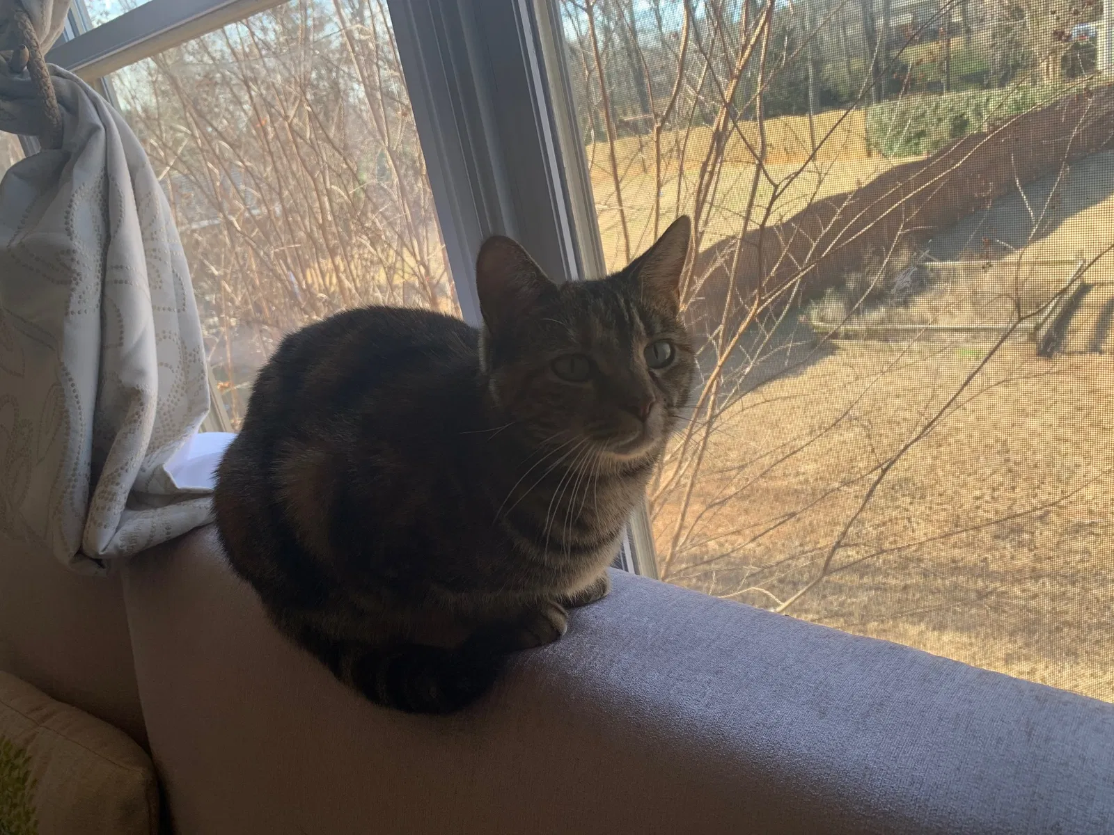 Lost cat in Cumming, GA, 30041