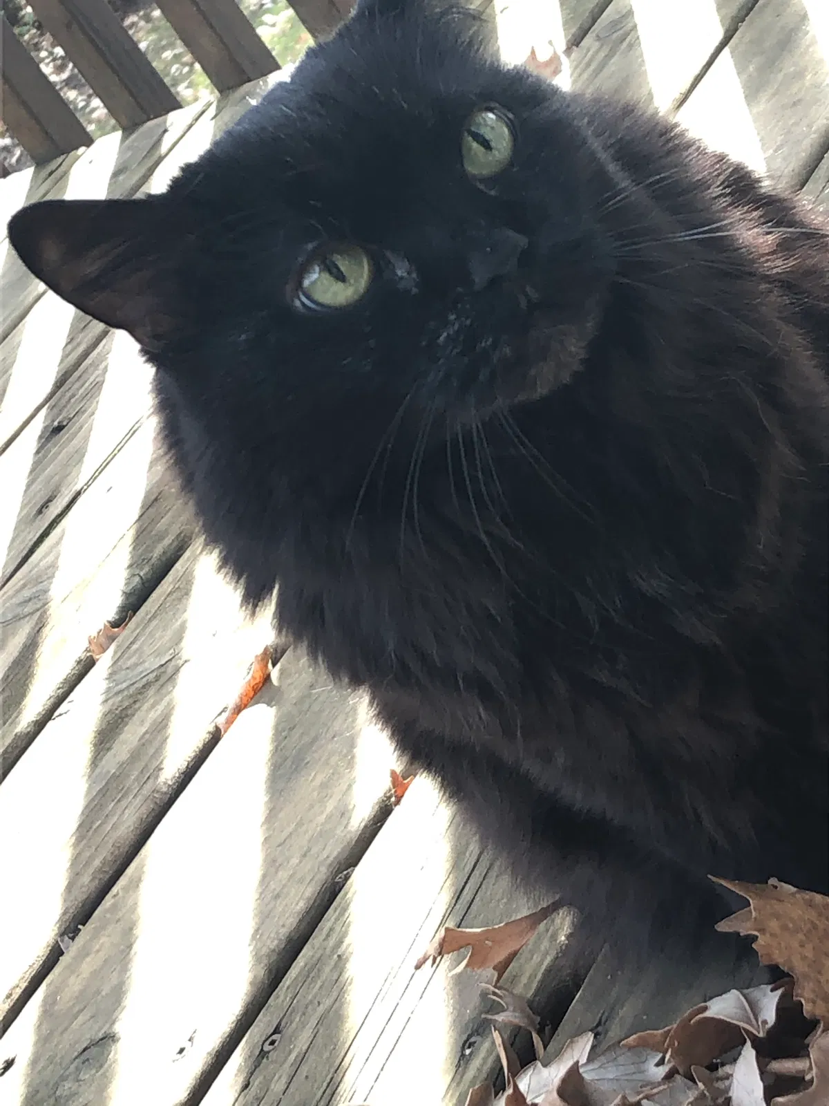 Lost cat in Burnsville, MN, 55337