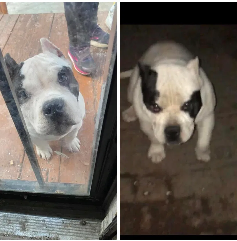 Lost dog in Detroit, MI, 48210