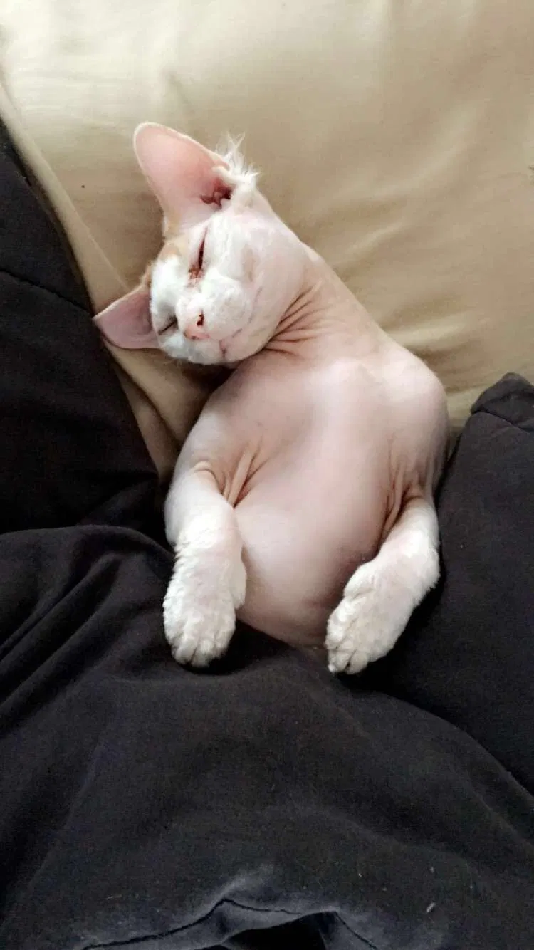 Lost cat in Dallas, TX, 75287
