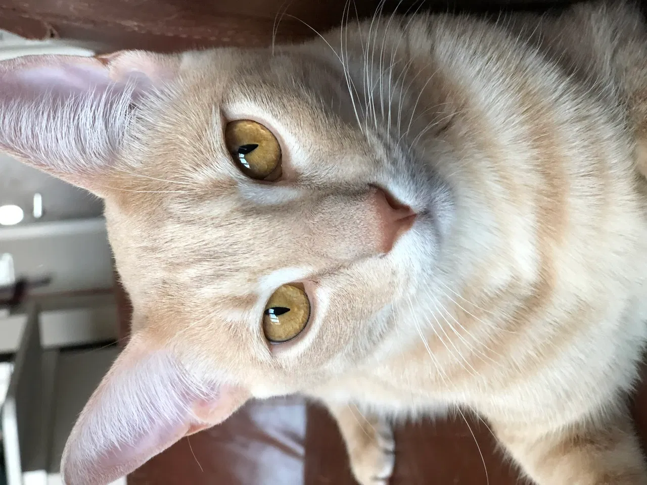Lost cat in Austin, TX, 78744