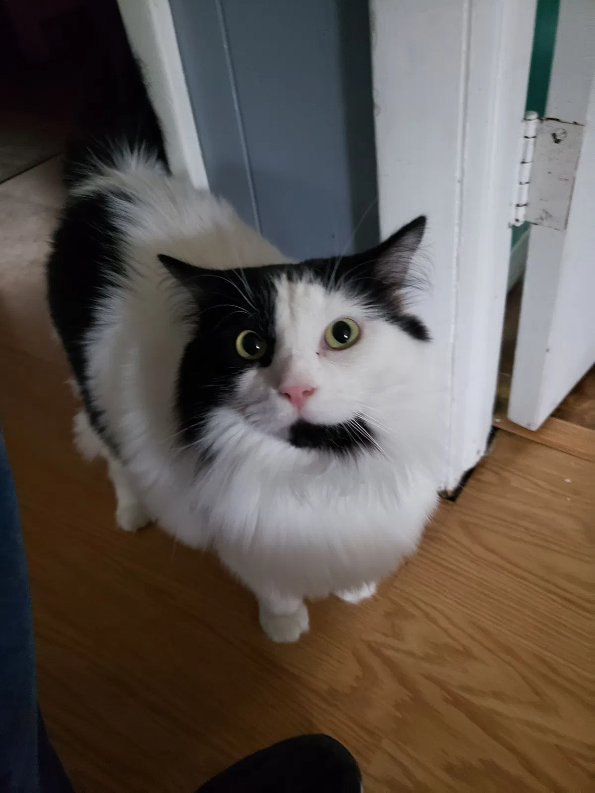 Lost cat in Evansville, IN, 47720